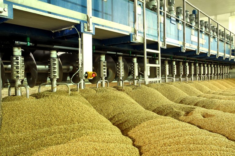 Industrial production of malt. A huge vat of malt. Germination of wheat. Drying oats. Barley sprouts.